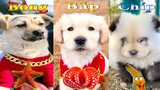 Thú Cưng TV | Dương KC Pets | Bông Bé Bỏng Bắp Chíp Ham Ăn #35 | chó vui nhộn | funny cute