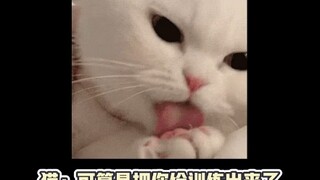 人类会使用工具，动物不会使用工具，但猫猫会使用人类！"猫咪 "搞笑