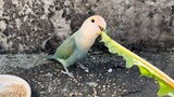 [Động vật]Chú vẹt thích đánh nhau