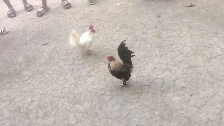 Loss