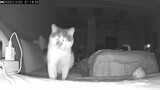 Khi tôi gọi mèo qua camera giám sát