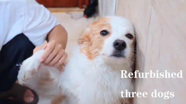 Memandikan Tiga Ekor Anjingku Setelah Dua Bulan Tak Mandi
