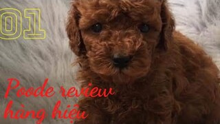 Poodle đập hộp khui hàng hiệu xài thử #poodle #đập #hộp