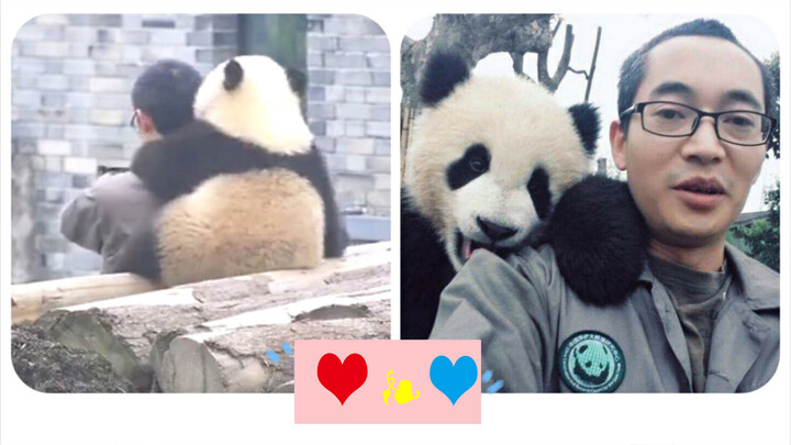Cute Panda: Posing for Selfie