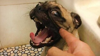 Having a Dog , boredom will not exist in your house -  Funny Dogs Video