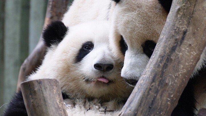 [Animal] [Panda Yuan Run & He Hua] Leisure Time