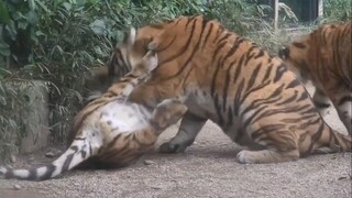 [Animal] 1-Year-Old Manchurian Tigers Playing with Mom