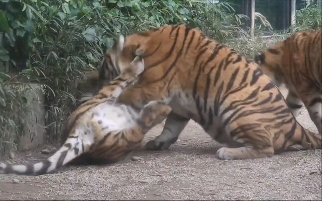 [Loài vật] Hổ Manchurian 1 tuổi chơi với mẹ