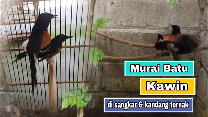 Murai Batu Kawin di Sangkar kotak Berkali-kali
