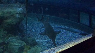 Shark