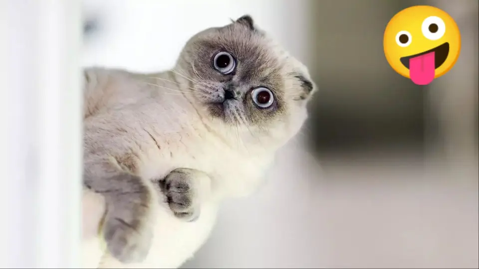 Funniest Animals 2023 Funniest Cats and Dogs Part 1 _ Pets Family - Bilibili Funniest Animals 2023 Funniest Cats and Dogs Part 1 _ Pets Family - Bilibili