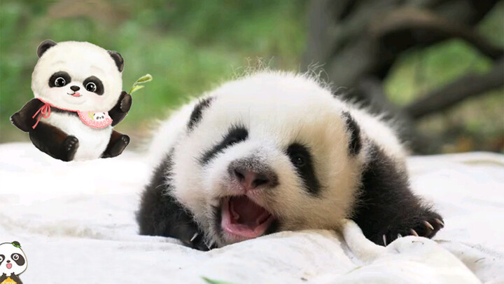 Animal|The Giant Panda Gets Up