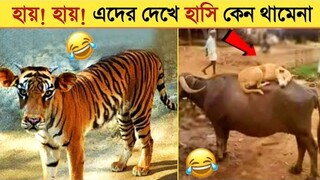 জীব-জন্তুদের মজার কীর্তিকলাপ ক্যামেরায় ধরা পড়া। Funny Animals 2022। Animal Moments P-27 । mayajaal