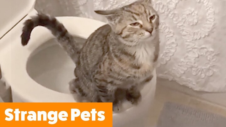 Strange Animals - My Pet is Broken | Funny Pet Videos
