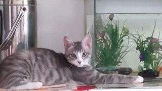 KUCING VS AQUARIUM