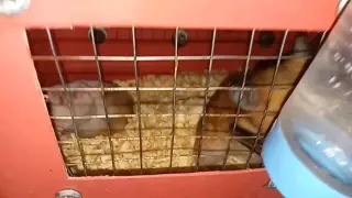 Hamster Friends