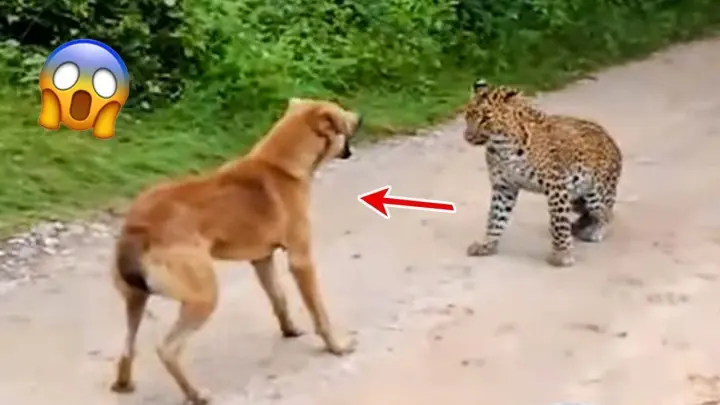 Dog Reactions To Being Scared By Leopards - Funny Animal Videos! | Pets Island