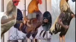 Chicken Avengers 😱