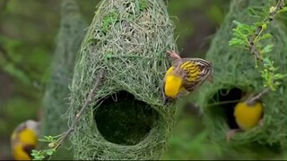 Natural Views and Bird