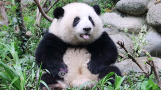 [Panda] He Hua: Let's forget Duo Duo When She Grows Larger