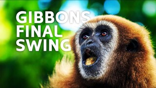 National Geographic Documentary On Monkeys