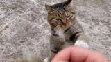 [Động vật] Chú mèo báo thù
