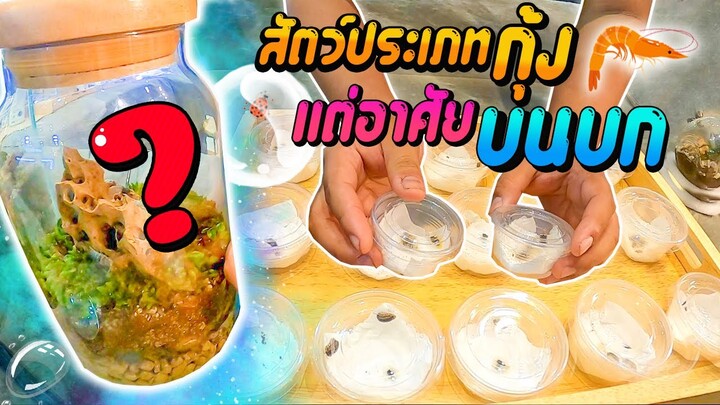 งาน OPEN ZOO งานสัตว์เลี้ยงที่น่าเดิน