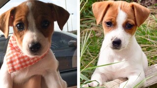 💖 Cutest Jack Russell Puppies Make You Feel Completely At Ease While Watching 🐶 | Cute Puppies