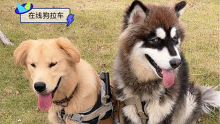 雪橇犬正确用法，百公里油耗一双鞋哈哈哈哈哈