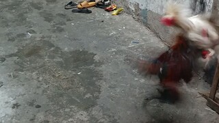 white jacket vs boston kelso
