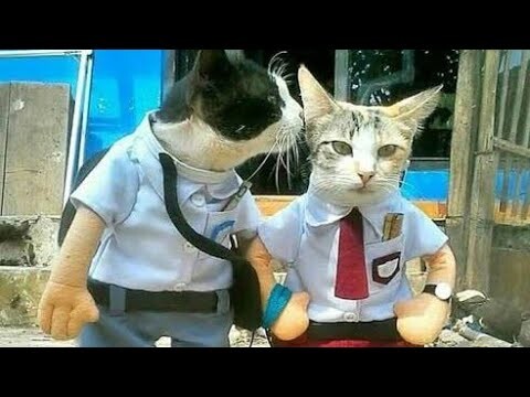 KUCING TAMPAN YANG BERUSAHA TAMPIL MENAWAN