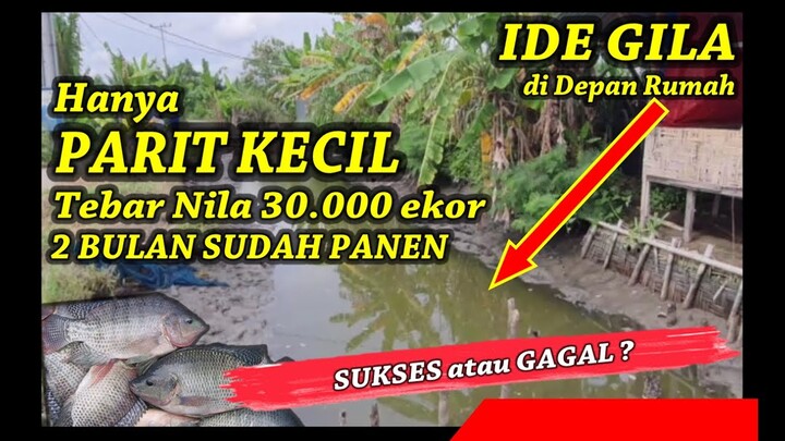 Hanya Parit Kecil Depan Rumah Ditebarkan Bibit Nila 33.000 Ekor, Langsung  Panen 2 Bulan, Kok Bisa??