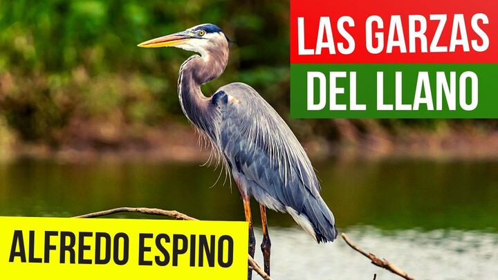 LAS GARZAS DEL LLANO ALFREDO ESPINO 🦩🍂 | Jícaras Tristes Pájaros de Leyenda 🌫️ | Alfredo Espino