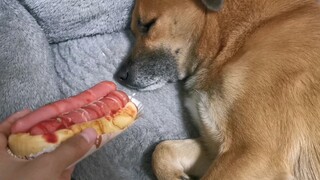 [Animals]When you put a doubled sausages bun in front of a slept dog