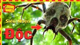 10 loài nhện đáng sợ nhất hành tinh 💥  Khám Phá Thế Giới Động Vật