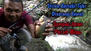 Niat Mancing Nilem Tapi Nemu Sarang Ikan Bawal - JORAN SAMPAI PATAH BROO