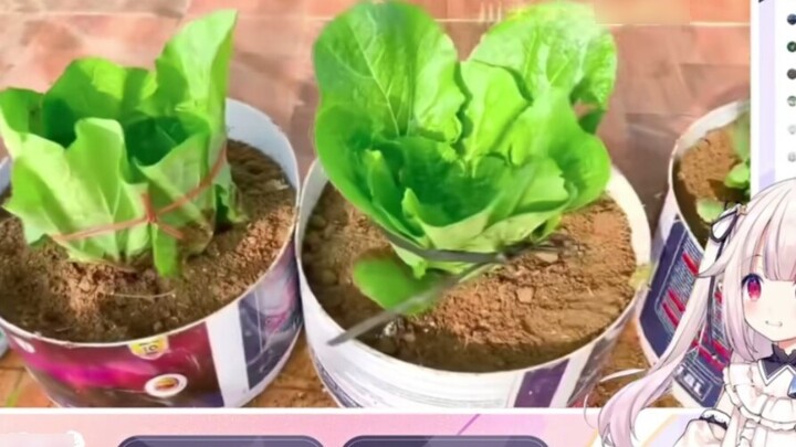 Japanese loli watched "Using Water to Cook Cabbages at Home" and exclaimed that it was amazing [Mash