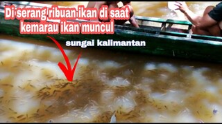 ikan ratusan kilo naik ke jala 😱 | SUNGAI KALIMANTAN | SUNGAI KERING