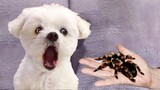 Funniest Dogs Reaction: Scared Dogs React To Scary Things| Pets Town