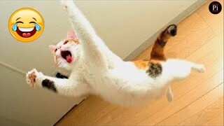 Funny Animal Videos 2023 😅 - Funniest Dogs and Cats Videos 😁 #7