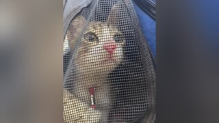 Ai là nàng ther giơ tay nào !!! RapCungIdol cat catcute catsoftiktok meowmeow meocute mèo meocute mèo catlove funny tinhbandieuky