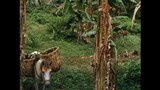 BUNSO (1995)