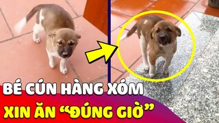 Bất lực với 'CHÚ CHÓ' ngày nào cũng sang nhà cô hàng xóm để 'XIN ĂN' 😅 Gâu Đần