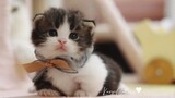 [Hewan] [Kucing Munchkin] Anak Kucing Menggemaskan