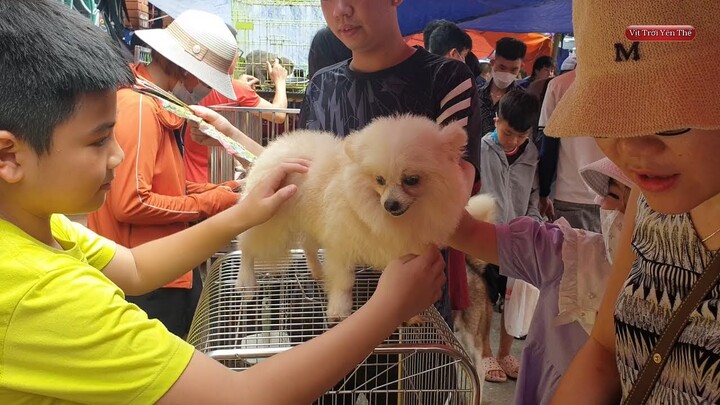 Chợ chó mèo cảnh đáng yêu ở chợ hàng hải phòng - Pets Market