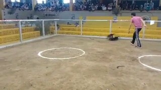 2x tornado gilmore