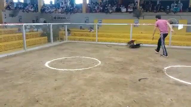 2x tornado gilmore