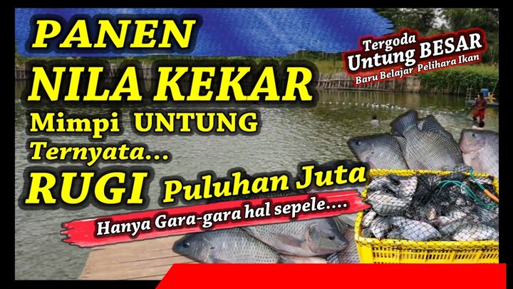 Panen Nila Kekar di Kolam Tanah, Mimpi Untung Ternyata Rugi Puluhan Juta Hanya Karena Hal Sepele,