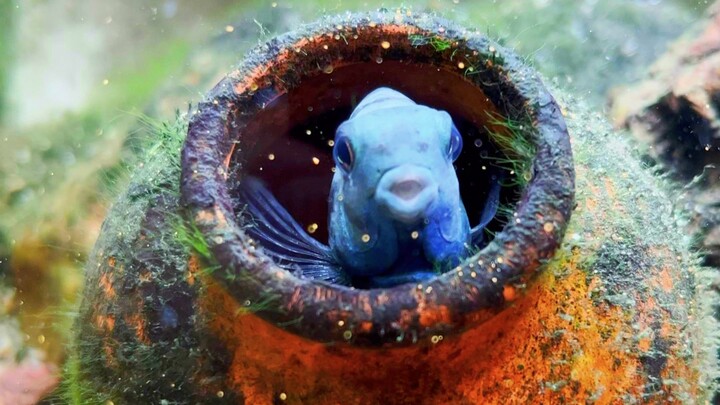 Saya memberi makan ikan kecil, tetapi ayah ikan benar-benar memberi makan ayah?