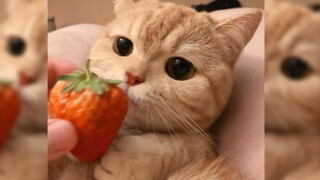 Video collection of adorable cats